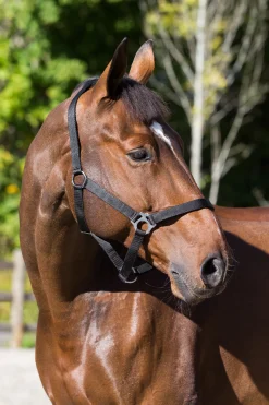 Outlet * Basic -Riimu Musta