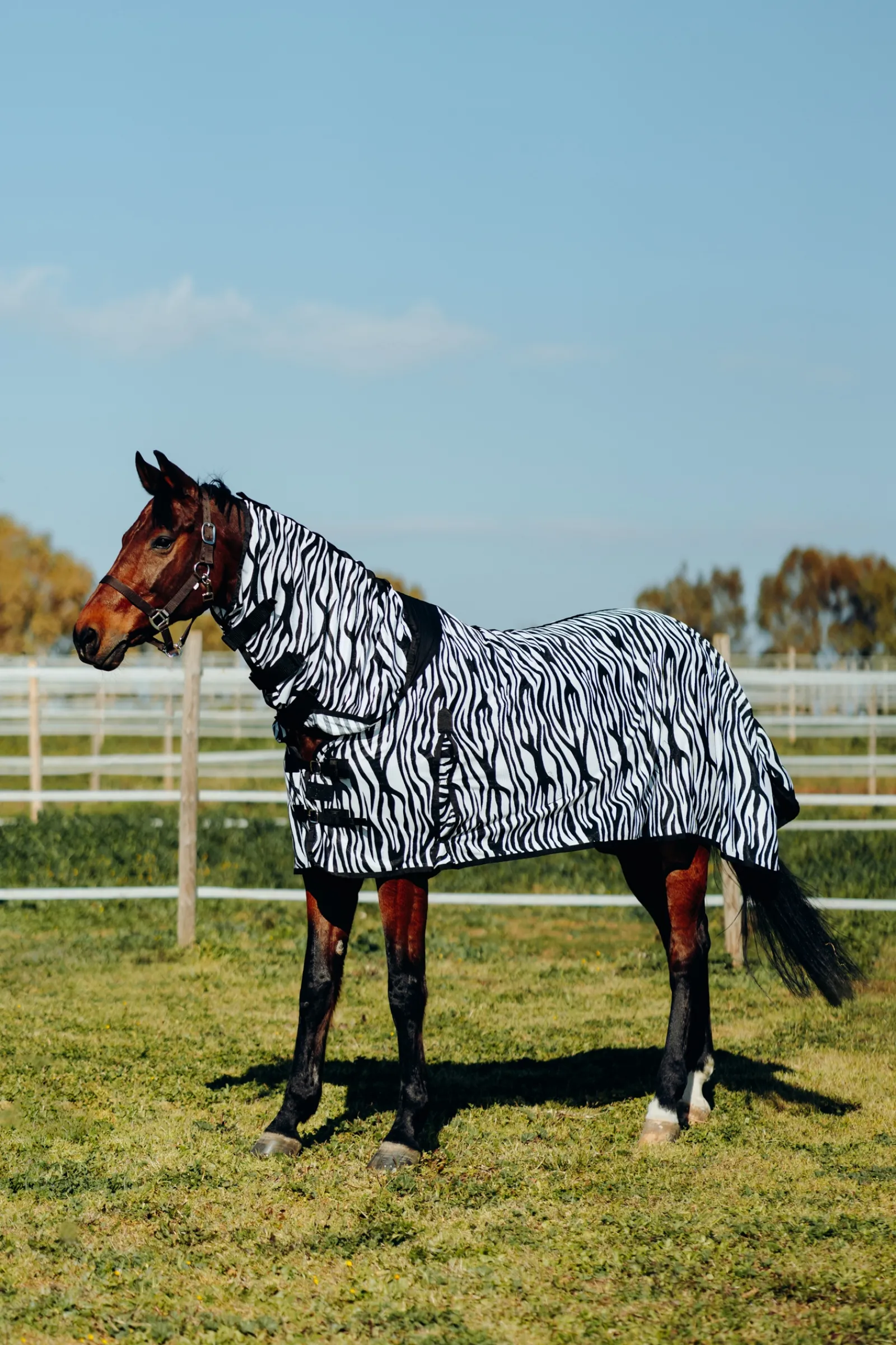 Hot * Defender Hyonteisloimi Kaulakappaleella Zebra Print