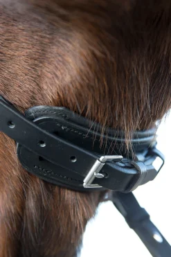 * Laelia Kankisuitset Musta