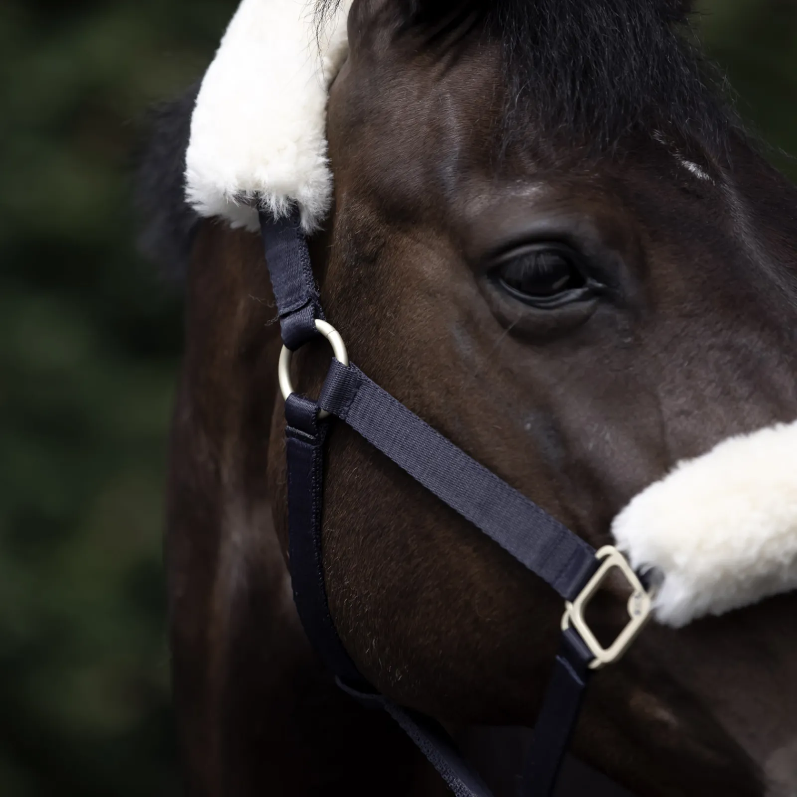 Clearance bvertigo B Vertigo Laurier Riimu Lampaankarvalla Dark Navy