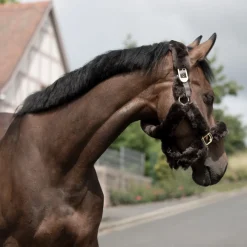 New bvertigo B Vertigo Tremblant Riimu Lampaankarvalla Ruskea