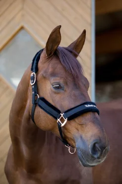 Best backontrack Back On Track Haze Collection Riimu Black/Rose