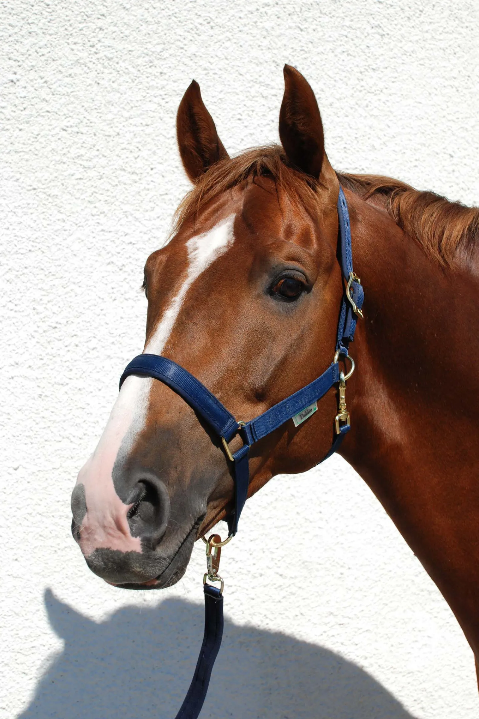 Sale bucas Dublin Luxury Pehmustettu Riimu Dark Blue/Dark Blue