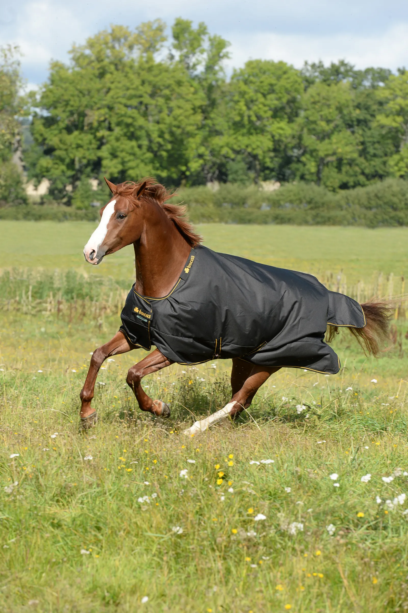 Sale bucas Irish Turnout Extra Classic Cut Loimi, 300G Black/Gold