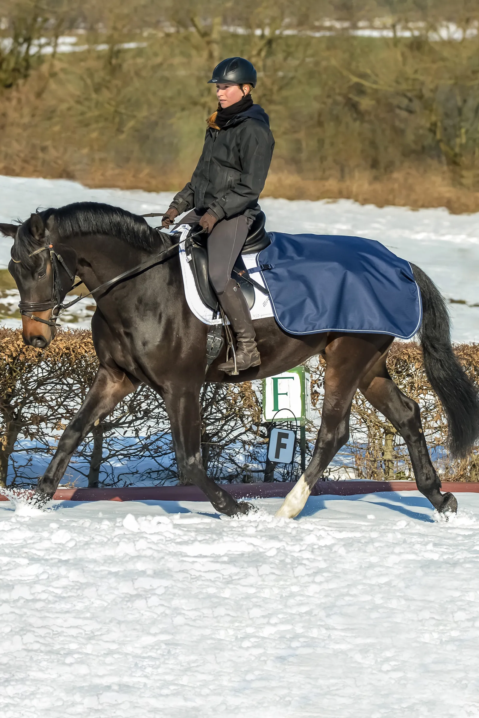 Best bucas in Ratsastusloimi Dark Blue/Silver
