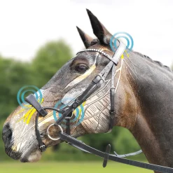 New collegiate Comfitec Crystal -Suitset Black