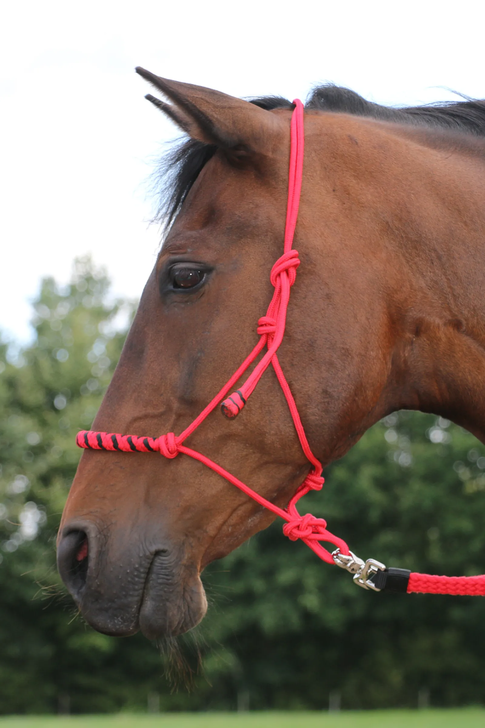 Hot fra Jabar Koysiriimu 8 Mm (System 3) Letitetylla Turpahihnalla Red