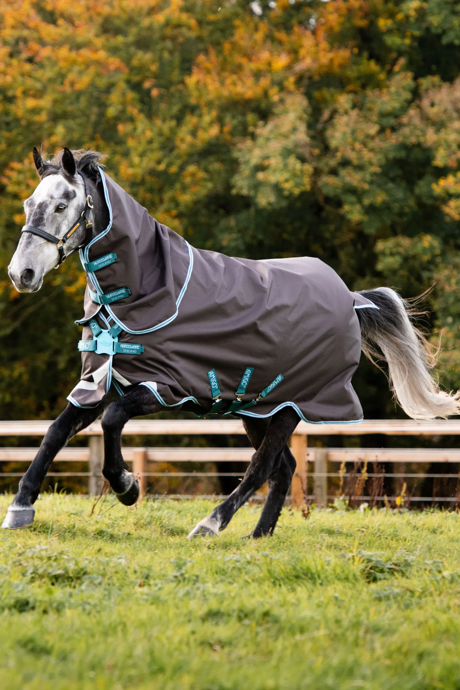 horseware Amigo Bravo 12 Plus Ulkoloimi Levykiinnityksella, 250 G Excalibur/Aqua & Turquoise