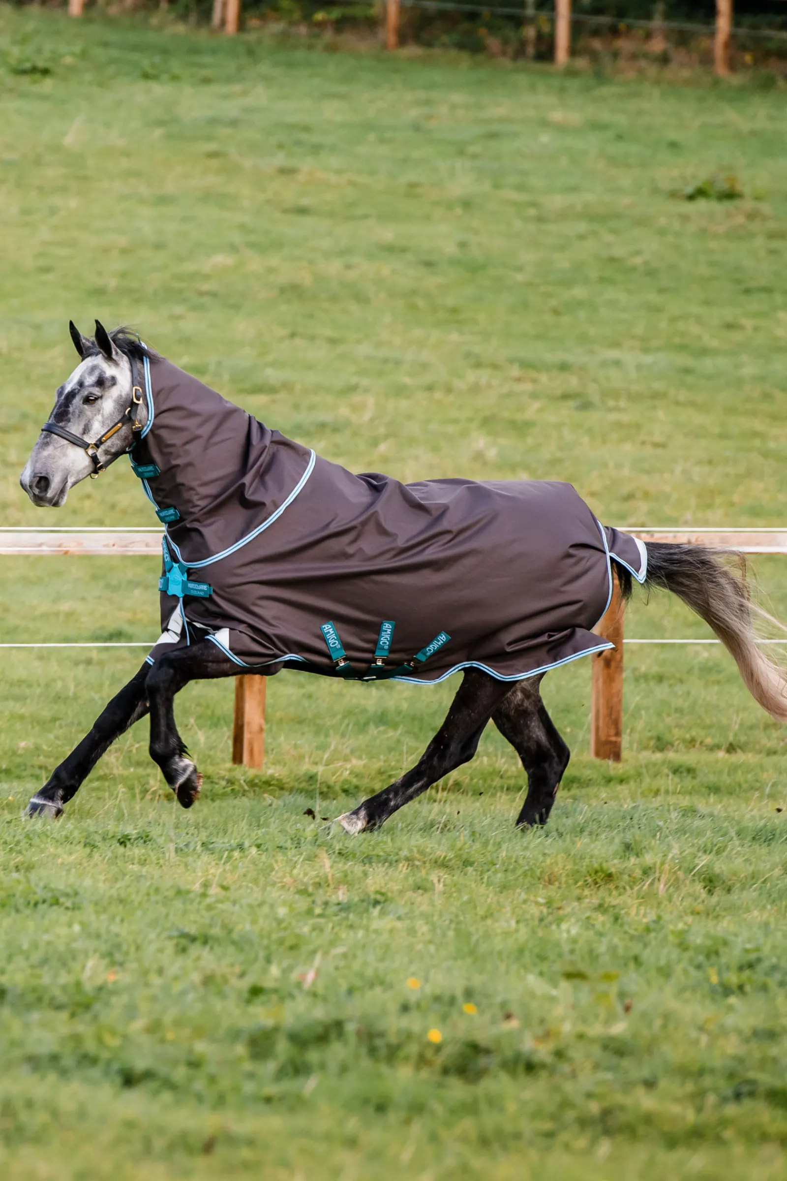 horseware Amigo Bravo 12 Plus Ulkoloimi Levykiinnityksella, 250 G Excalibur/Aqua & Turquoise