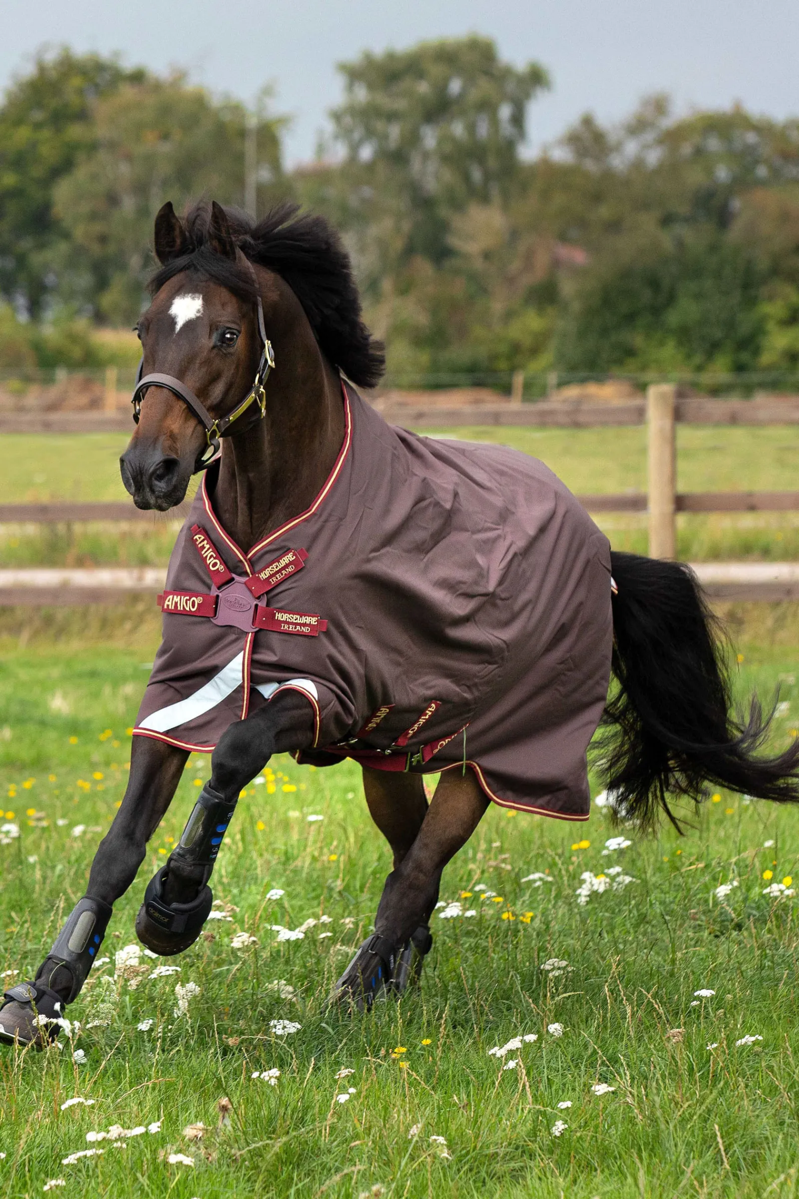 Clearance horseware Amigo Bravo 12T/Olite Discfrn -Loimi, 0G Brown/Red/Gold/Red