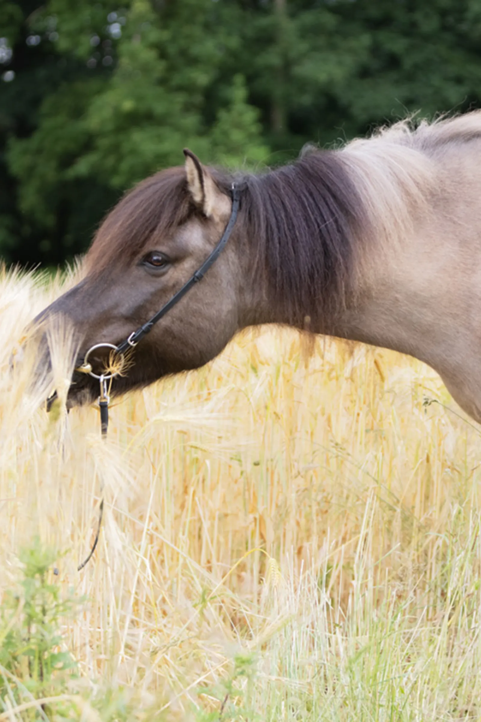 Hot kavalkade Cheek Strap For Kjartan Icelandic Bridle Black