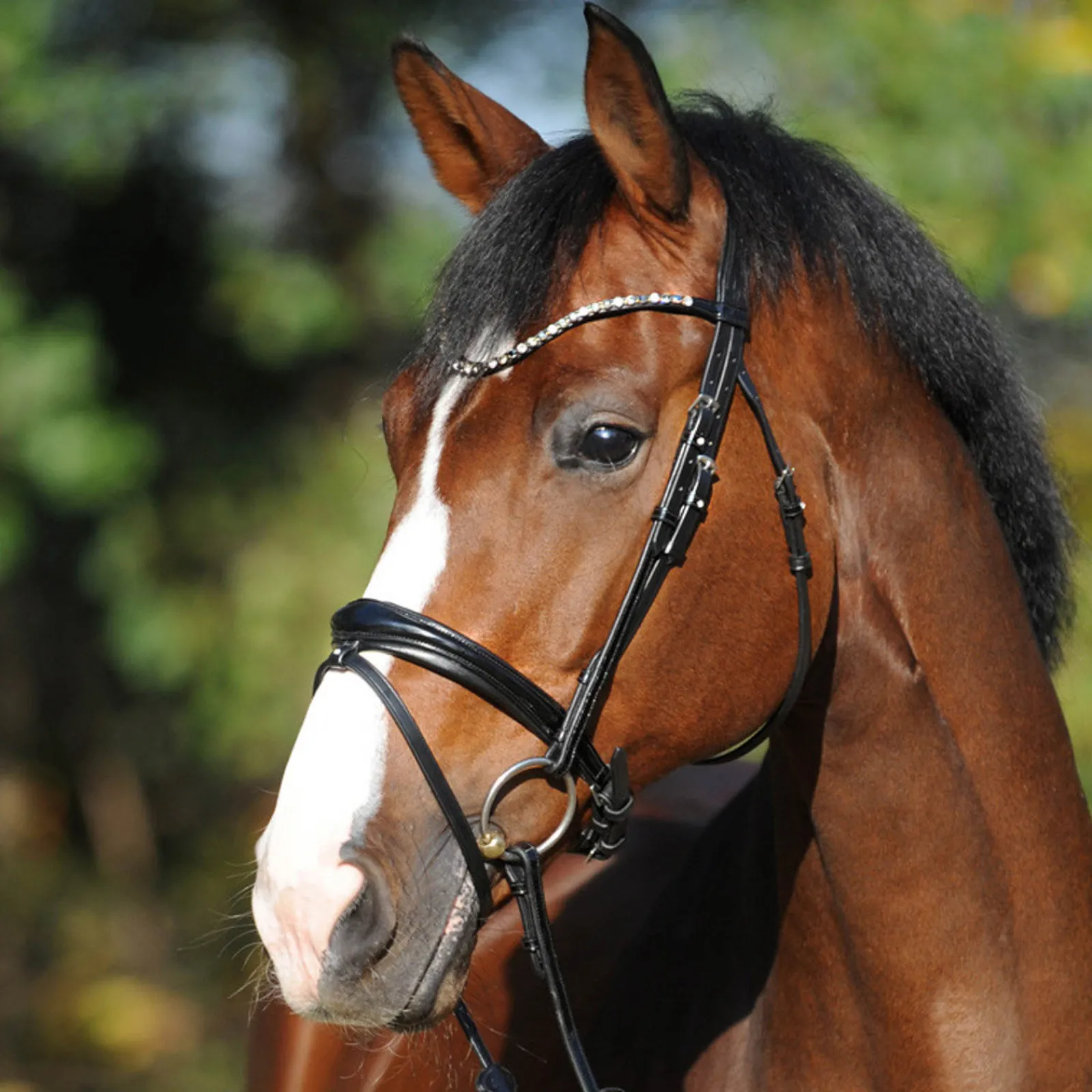 Online kavalkade Reyna Kavalsh4 Suitset Black