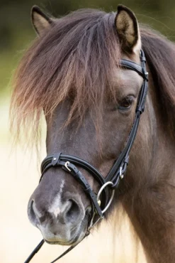 kavalkade Svartur English Noseband For Kjartan Icelandic Bridle Black