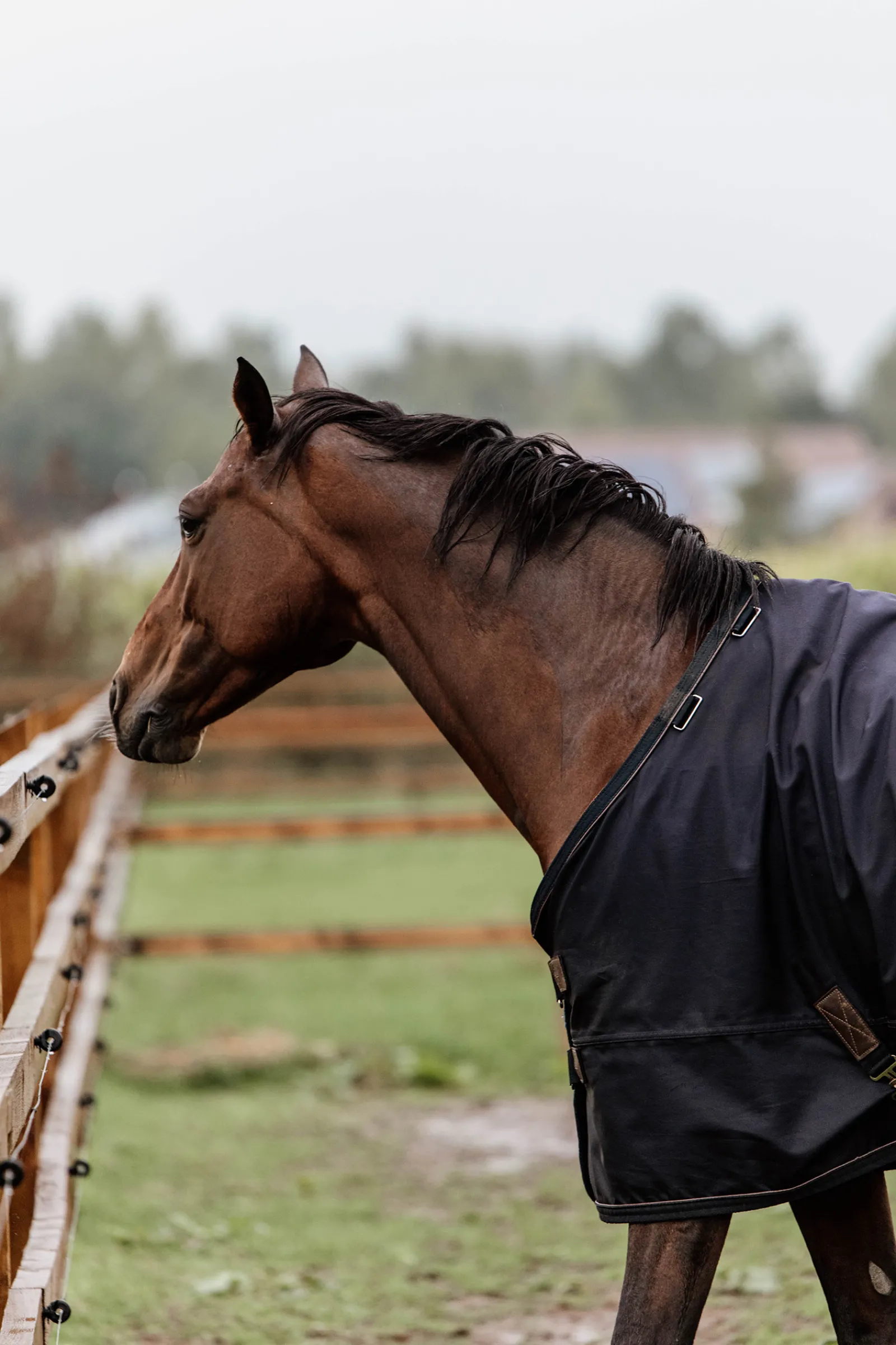 Sale kentucky Horsewear All Weather Ulkoloimi, 300 G Db/Ab