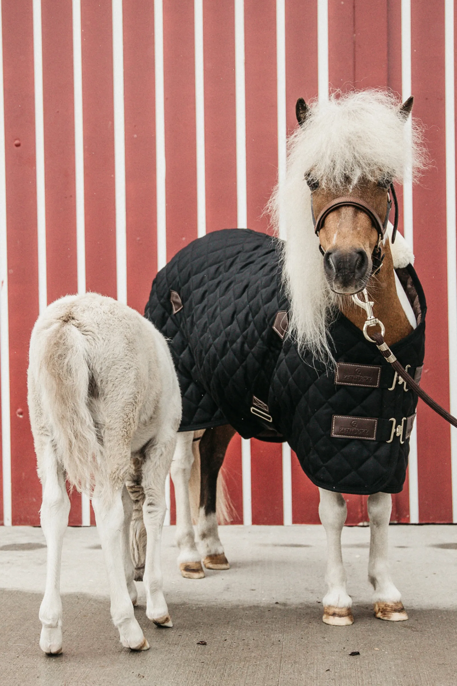 Sale kentucky Horsewear Talliloimi, 400 G Black