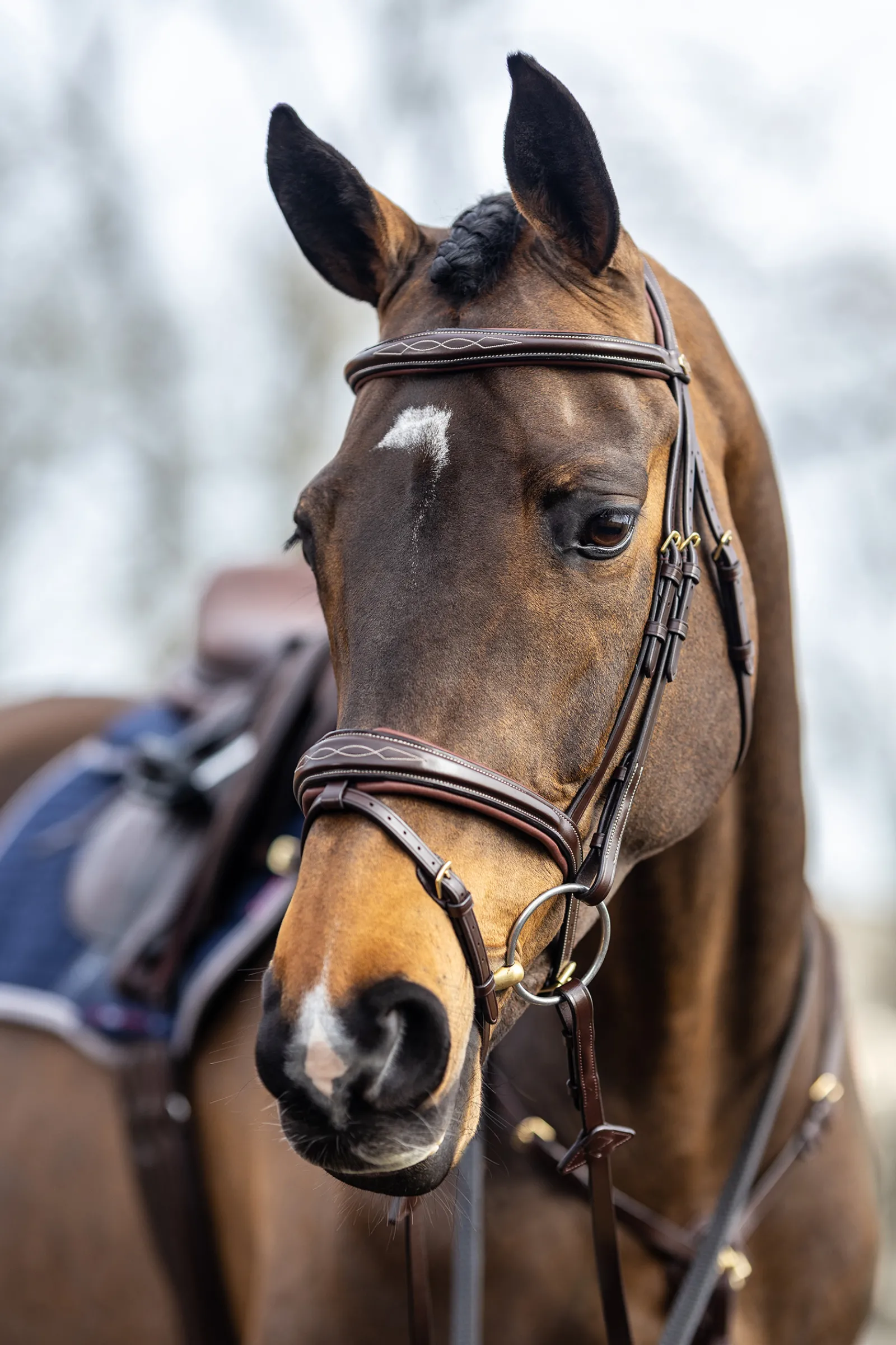 Outlet lemieux Competiton Flash Bridle Havana Brown