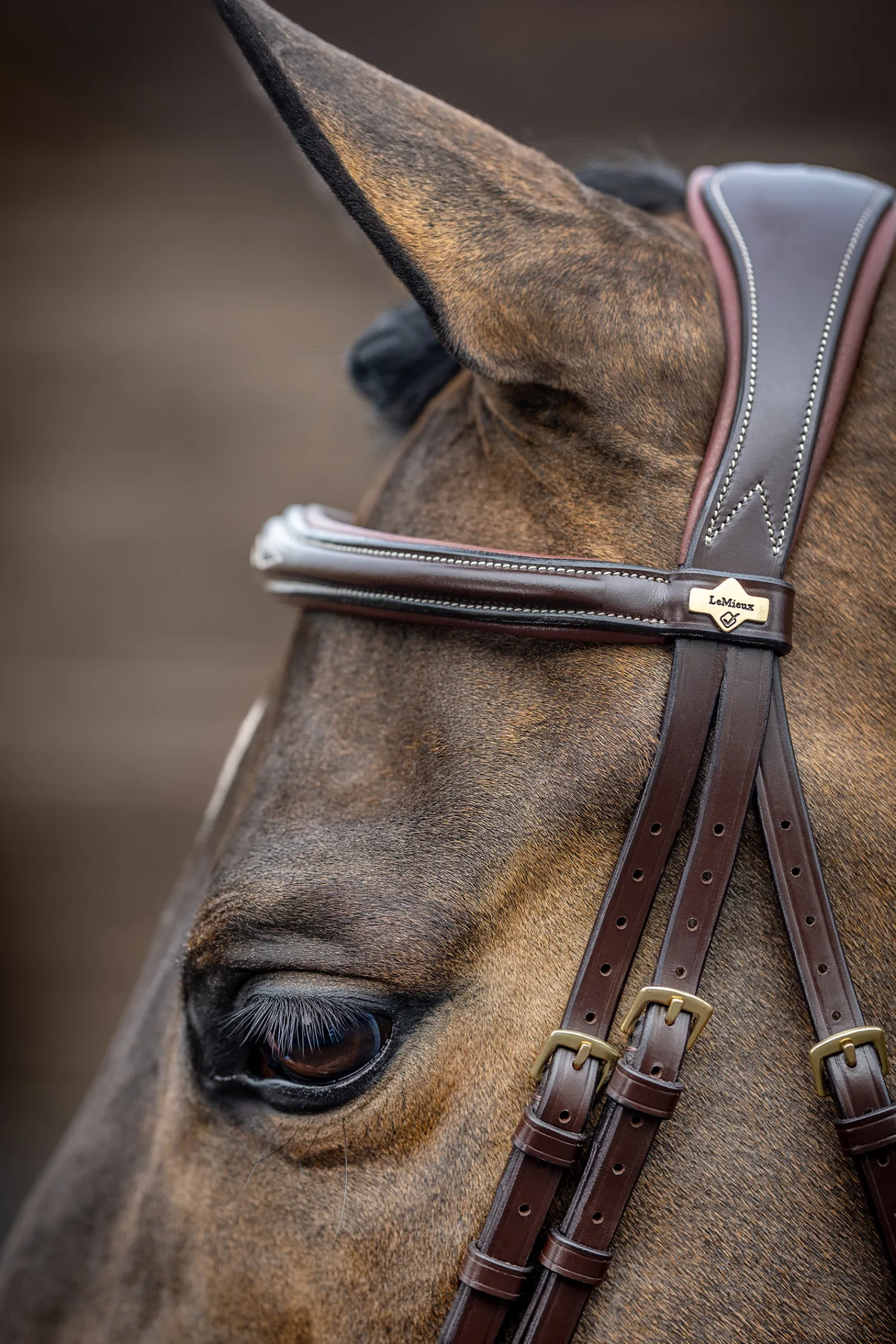 Outlet lemieux Competiton Flash Bridle Havana Brown