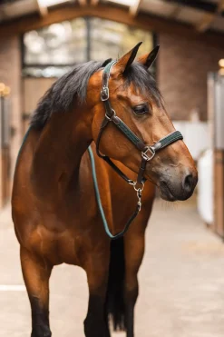 mountainhorse Mountain Horse Mindy Sadetakki