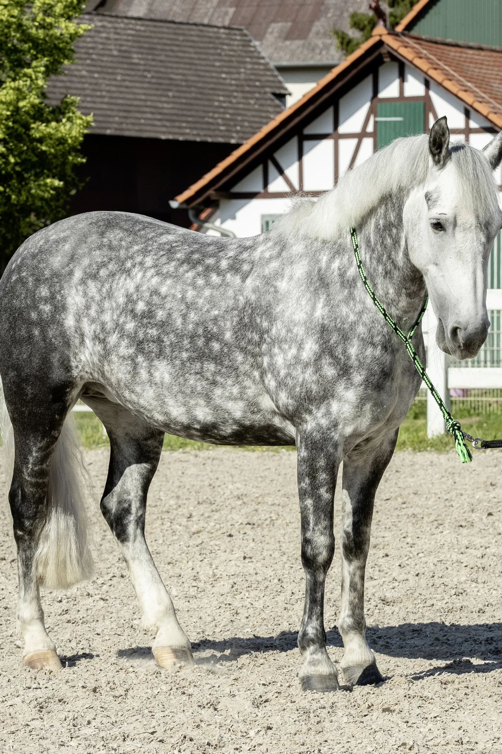 New usg Soft Neck Rope Black/Green